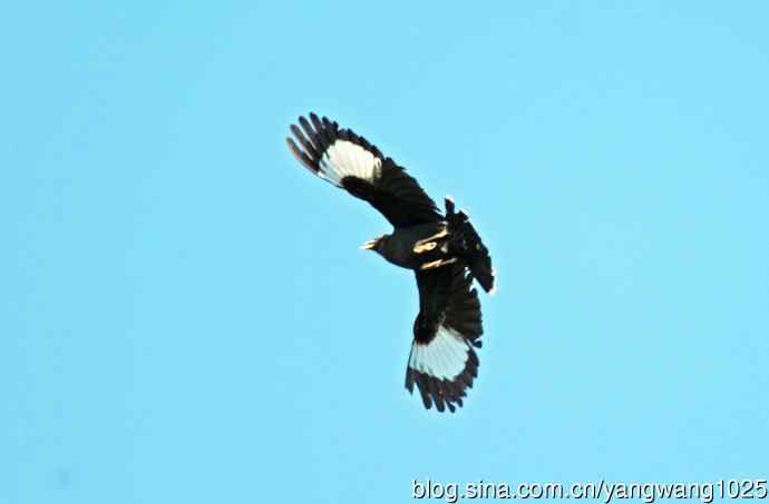 捕捉飞虫的八哥（记实）续3