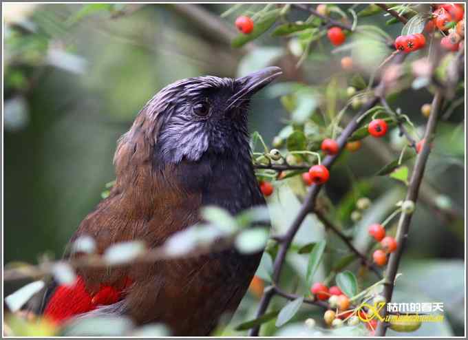 噪鹛系列之四：丽色噪鹛【照片】