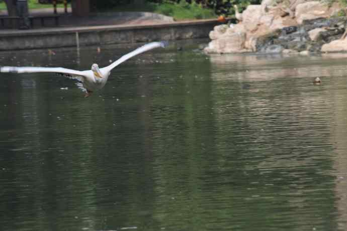 再拍大鹈鹕 wbr wbr4 再拍大鹈鹕 wbr wbr4