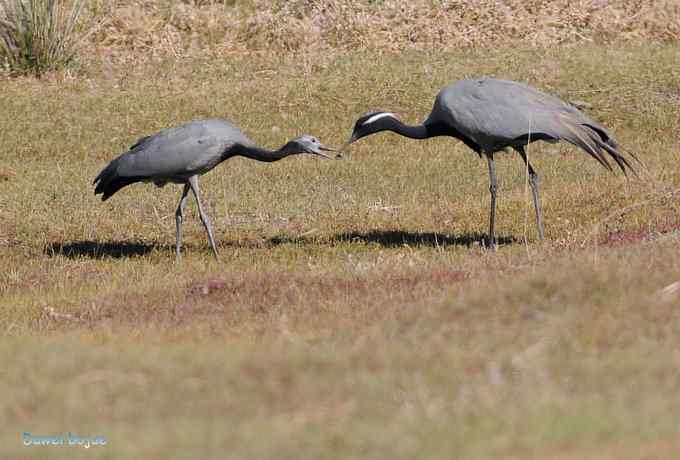 达里诺尔湖的蓑羽鹤 达里诺尔湖的蓑羽鹤