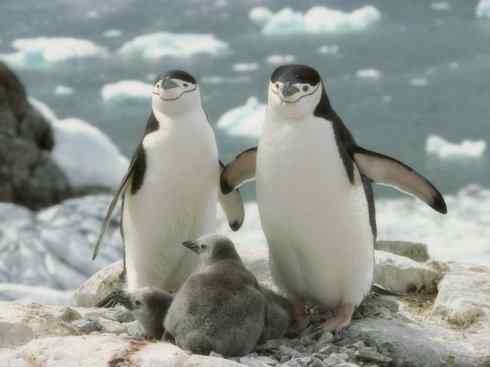 奇特的盔:雪海燕 奇特的盔:雪海燕