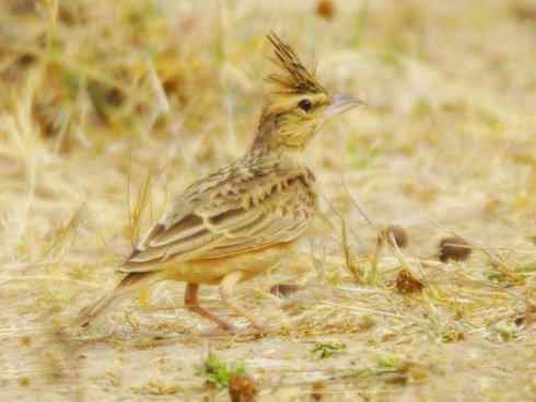 家禽驯化之源之二十八