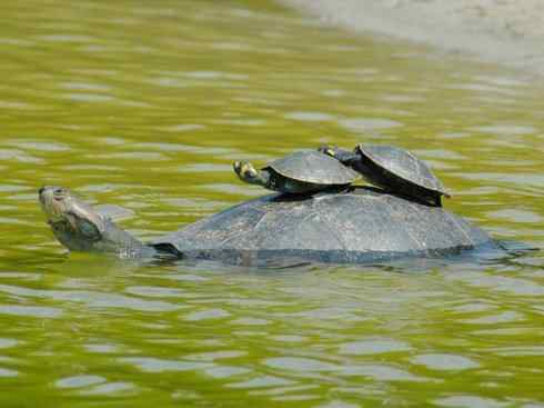 玄武：传说的兽原型探秘（侧颈龟类）