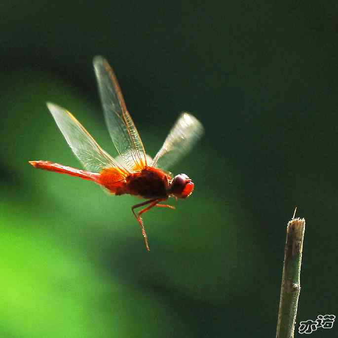 圆明园几种常见的蜻蜓