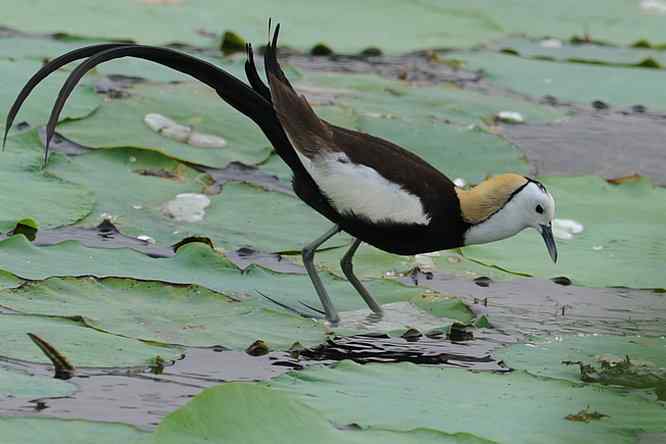衡水湖印象(水稚)