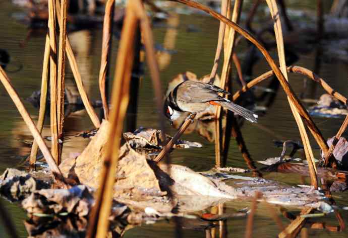 残荷上的红耳鹎