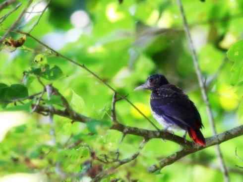 美丽无罪:雀鸟之朱鹂 美丽无罪:雀鸟之朱鹂