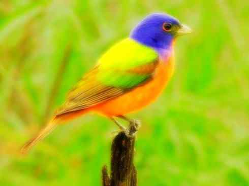 美丽无罪：雀鸟之彩鹀