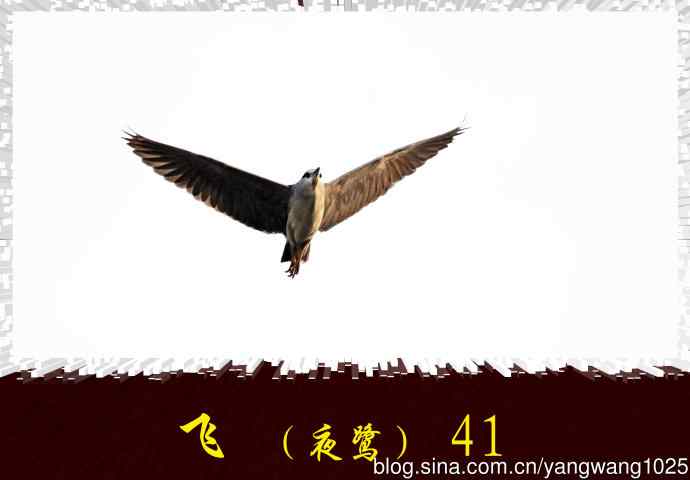 北京动物园的鸟类——飞（夜鹭）41