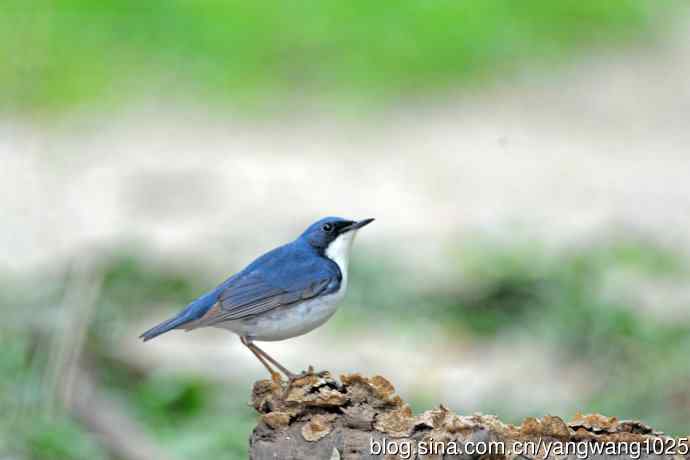 雄性蓝歌鸲（15）