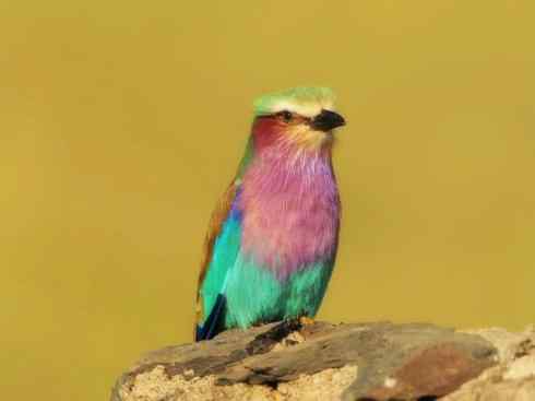 绝色攀禽：佛法僧目之佛法僧2