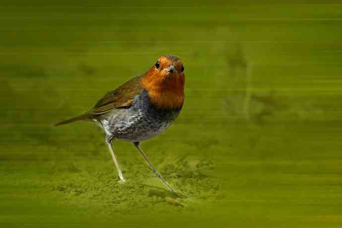 233.打鸟归来收获多多---(5)日本歌鸲 233.打鸟归来收获多多---(5)日本歌鸲