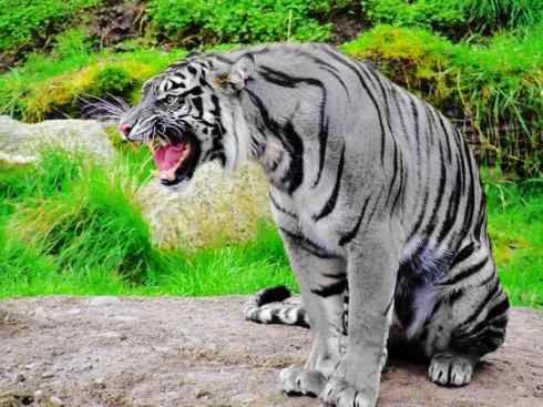 白虎：传说的兽原型探秘（美洲虎）