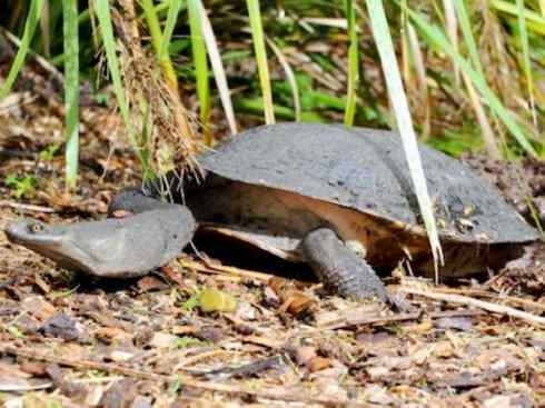 玄武：传说的兽原型探秘（澳洲长颈龟）