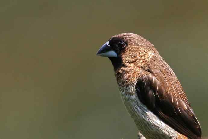 摄鸟拾趣 白腰文鸟（二）