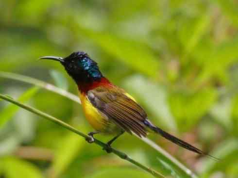 十大喜食蜂蜜动物：棕熊