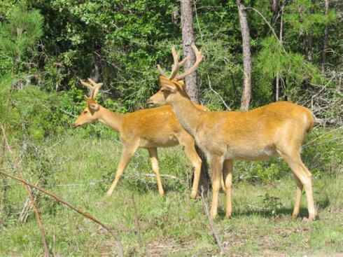 麒麟:传说的兽原型探秘(梅花鹿) 麒麟:传说的兽原型探秘(梅花鹿)
