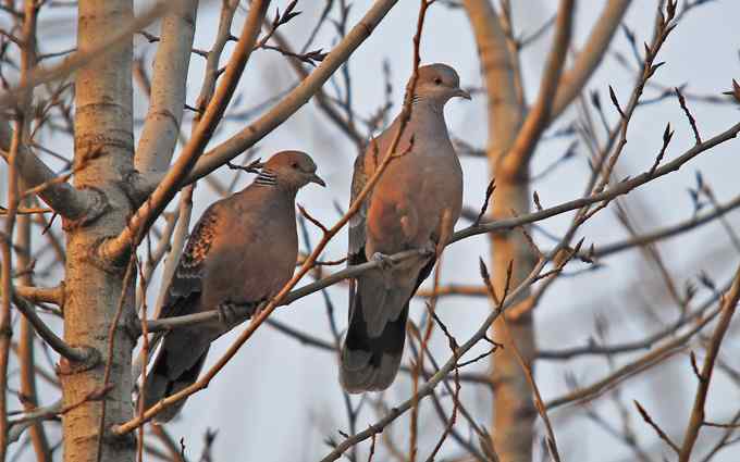 北京植物园赏鸟（二十），山斑鸠（组图）