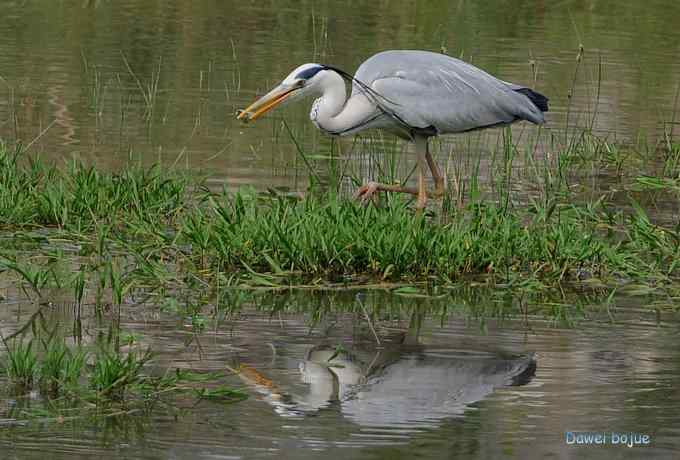 十渡的黑鹳和苍鹭