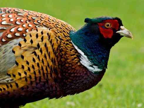 凤凰：传说的鸟原型探秘（雉鸡）