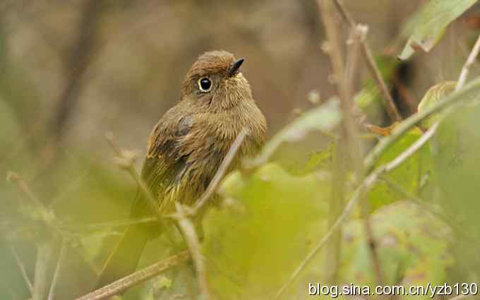 追踪了几个小时的密林精灵鈥斺斃抖詈煳拆叮ㄗ橥迹