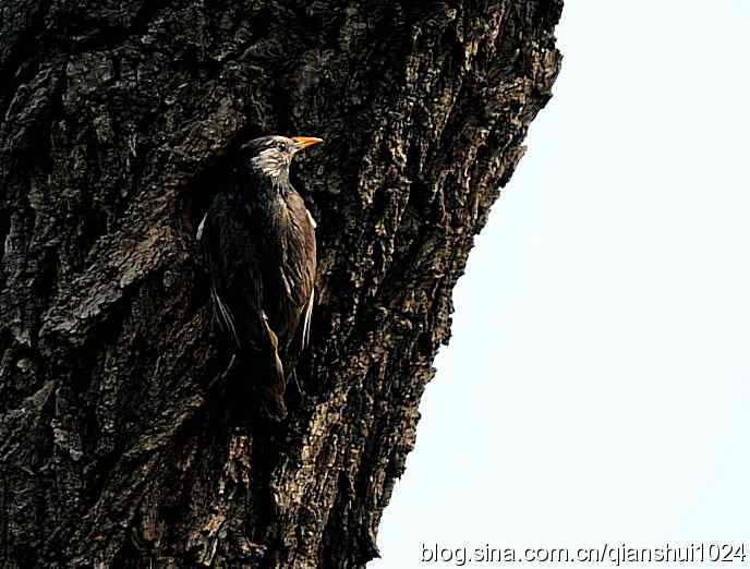 清仓晒鸟儿 清仓晒鸟儿