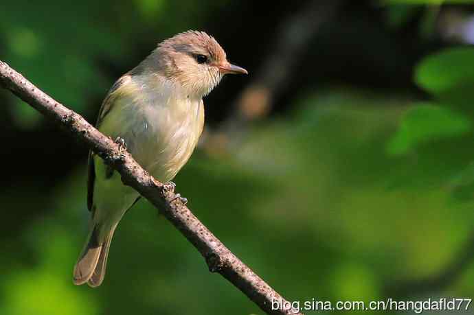 美国鸟类摄影——歌莺雀