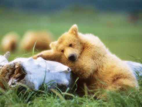 十大喜食蜂蜜动物：棕熊