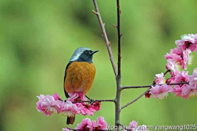 雄性北红尾鸲（27）