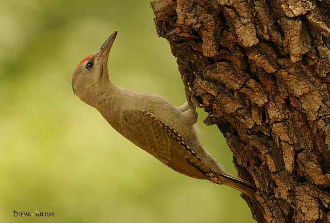 植物园:紫背.白眉和绿啄 植物园:紫背.白眉和绿啄