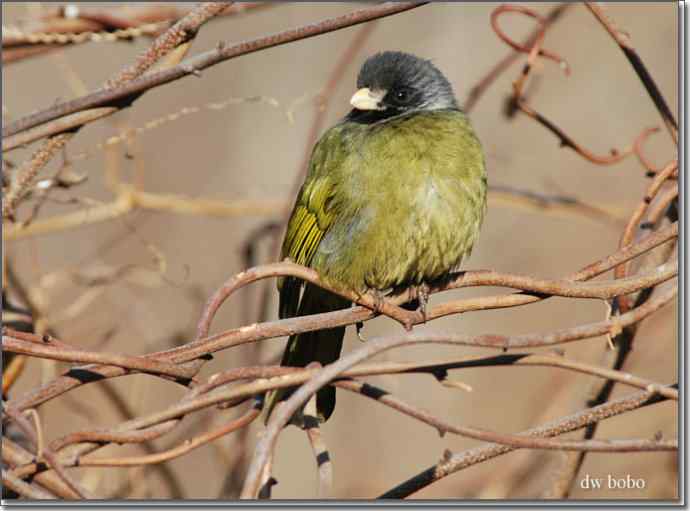 中国特有鸟种-领雀嘴鹎