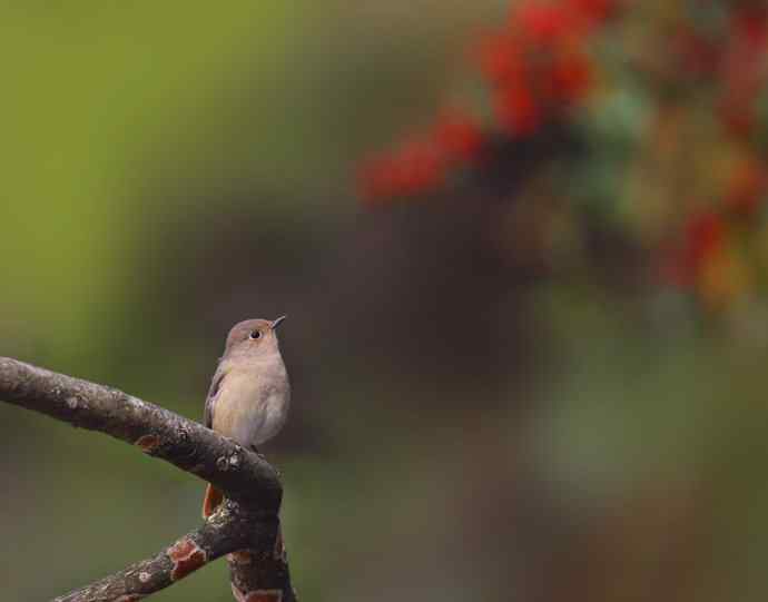 赭红尾鸲唱黄花