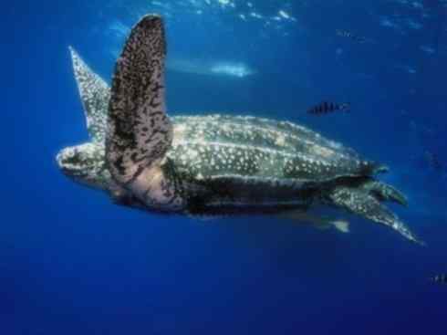 自然奇观：动物大迁徙(棱皮龟类)