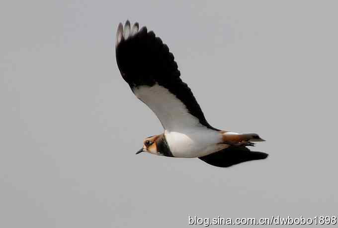 飞翔的凤头麦鸡