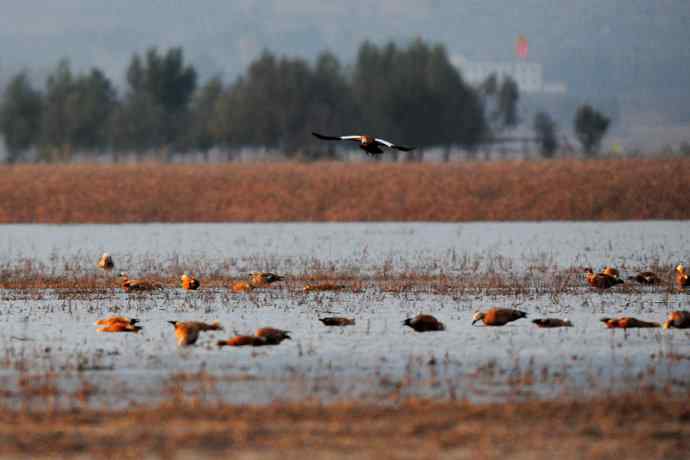 美丽的野鸭湖 美丽的野鸭湖