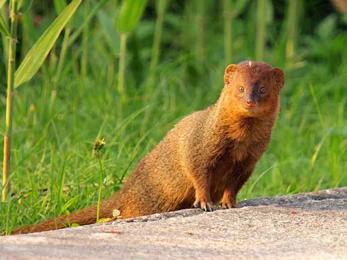 盘点十二大著名食蚁动物:食蚁兽 盘点十二大著名食蚁动物:食蚁兽