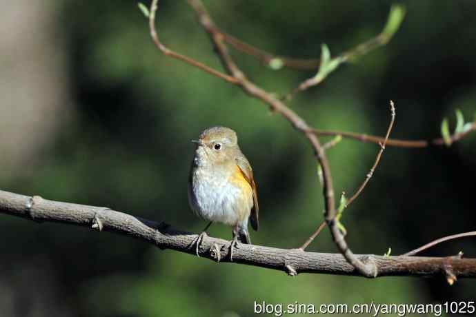 早餐中的雌性红胁蓝尾鸲