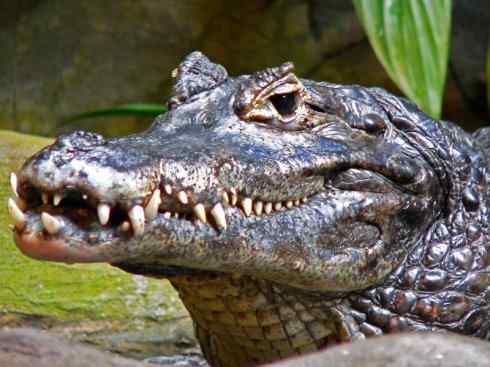 龙:传说的兽原型探秘(短吻鳄类) 龙:传说的兽原型探秘(短吻鳄类)