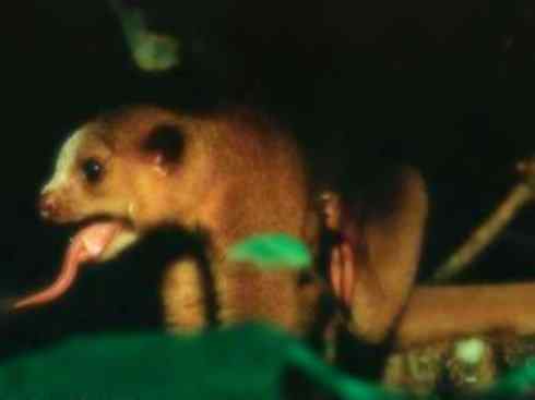 十大喜食蜂蜜动物:蜜熊 十大喜食蜂蜜动物:蜜熊