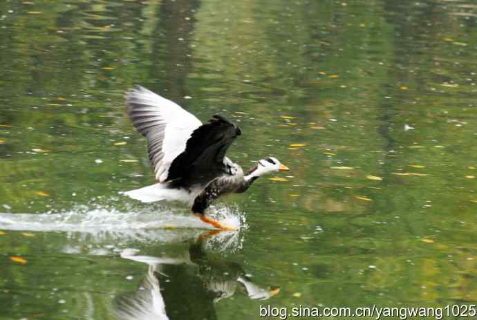 斑头雁(抓拍)3 斑头雁(抓拍)3