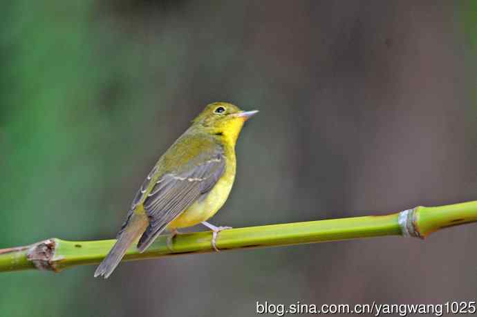 雌性绿背姬鶲（18）