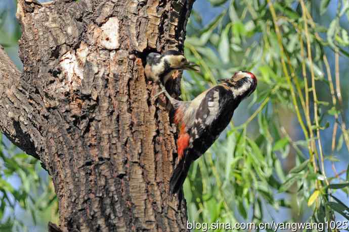 父子情深的大斑啄木鸟（2）