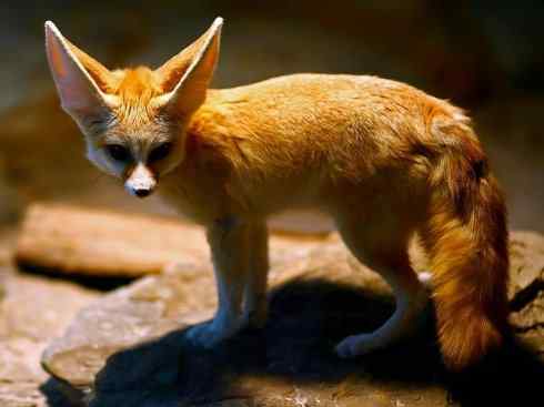 犬科：狐亚科狐属