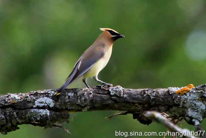 美国鸟类摄影——雪松太平鸟（4）