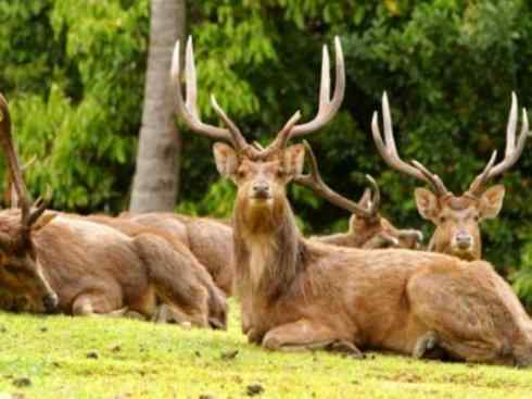 麒麟:传说的兽原型探秘(梅花鹿) 麒麟:传说的兽原型探秘(梅花鹿)