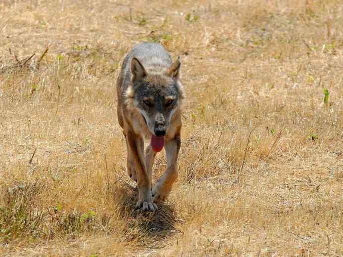 犬科：犬亚科犬属之灰狼