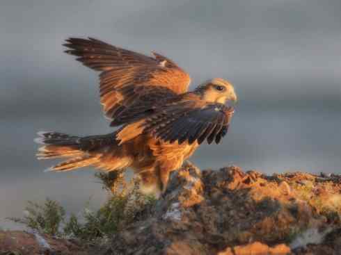 美丽无罪：雀鸟之八色鸫