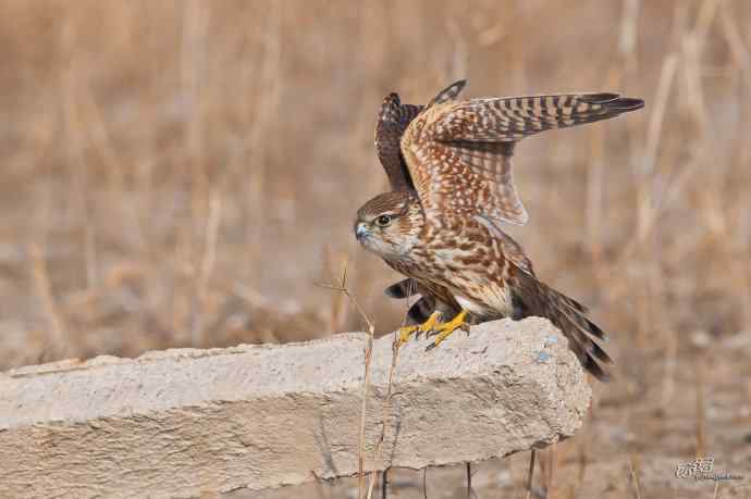 【野鸭湖的鸟】灰背隼 【野鸭湖的鸟】灰背隼