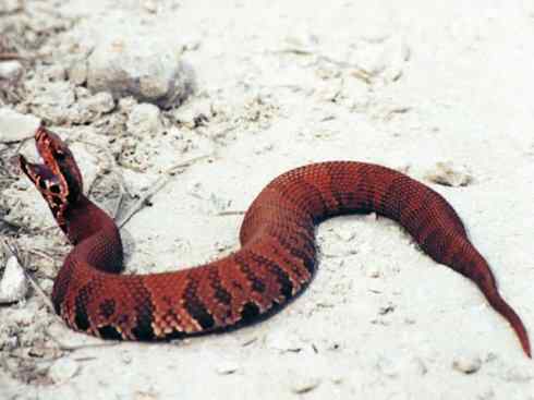 龙:传说的兽原型探秘(蝮蛇类) 龙:传说的兽原型探秘(蝮蛇类)