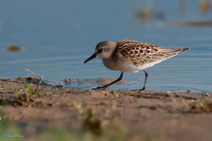 野鸭湖.红颈滨鹬